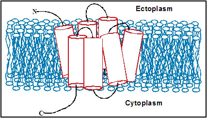 GPCR