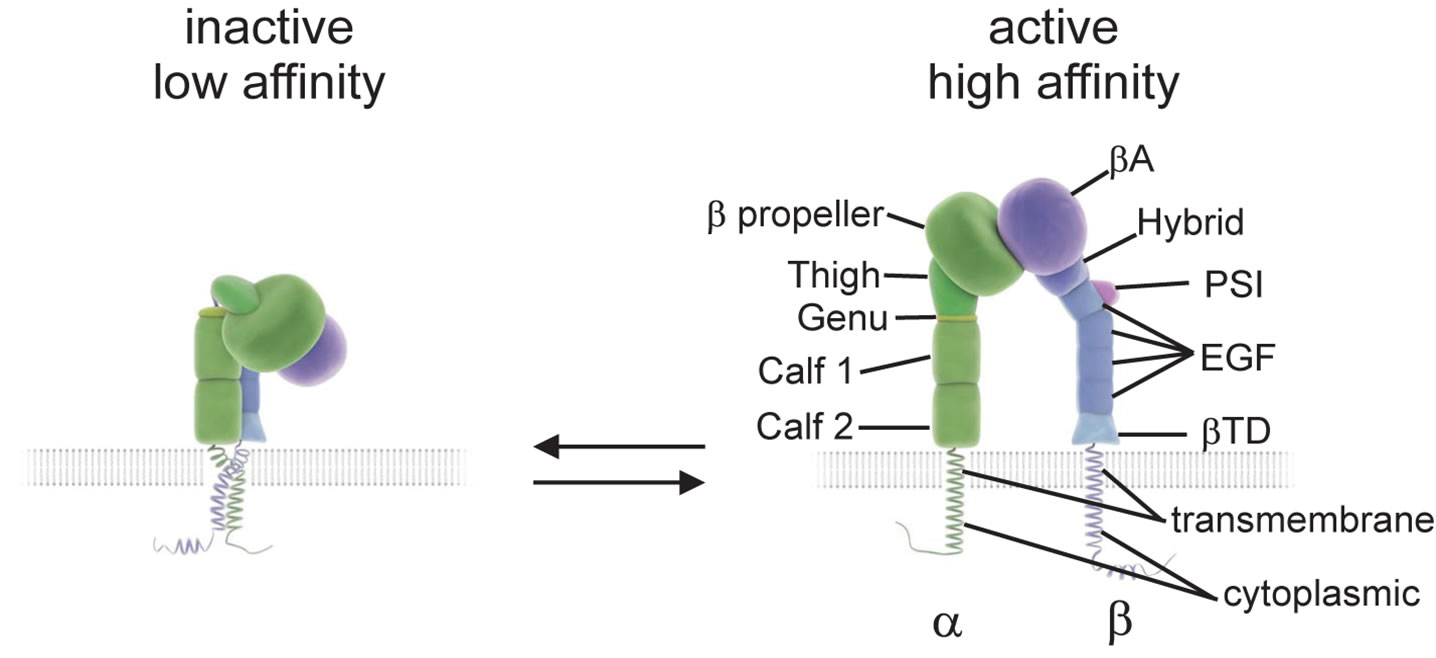 Integrins