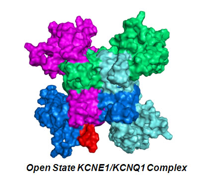 KCNE1_KCNQ1_open